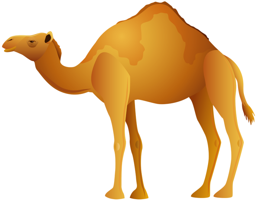 Camel png free download golden camel png free