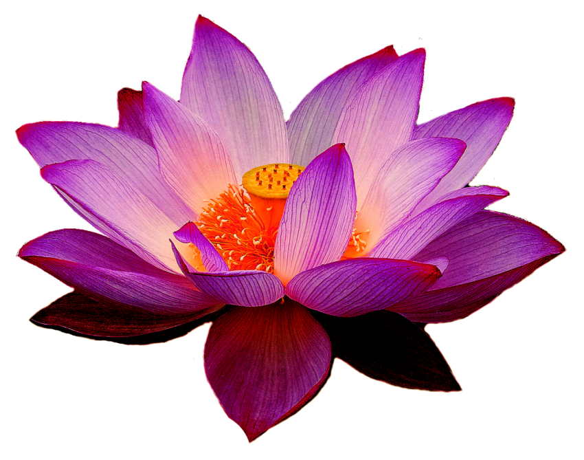 Transparent Abstrat Lotus PNG Flower Free Download