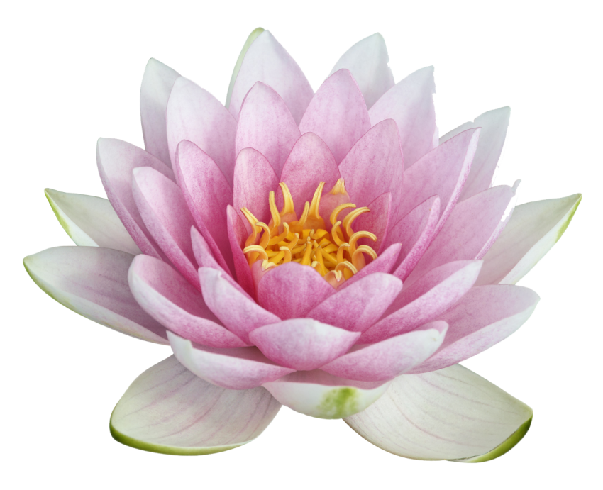 Lotus PNG image Free Download