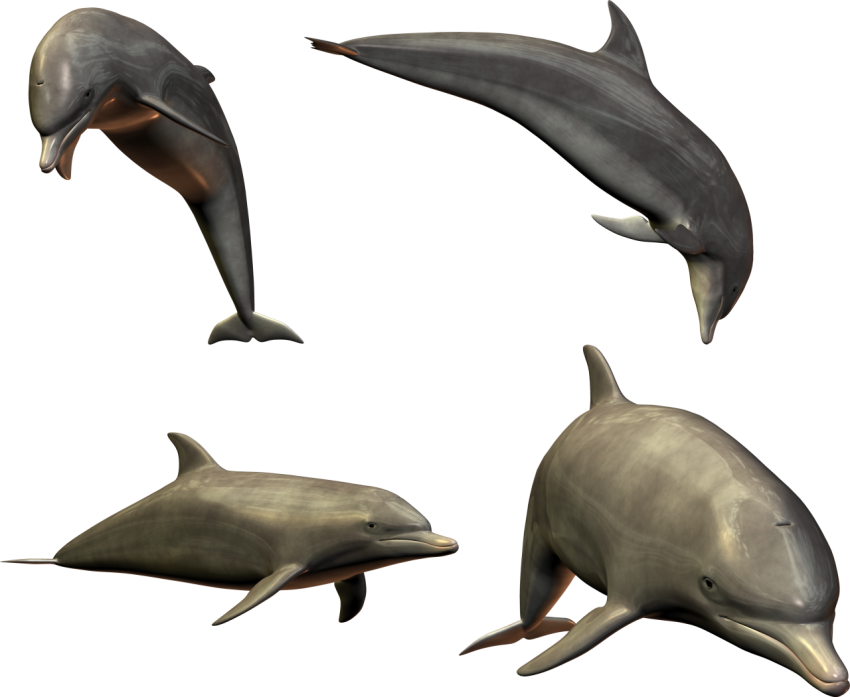 4 dolphin pose png free download
