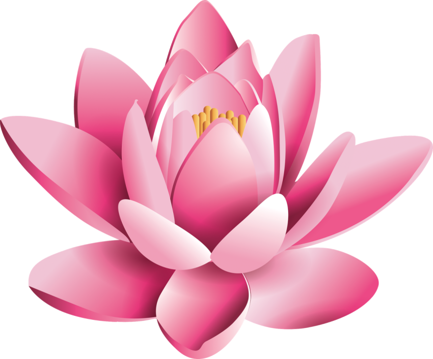 Pink Lotus Flower, Nelumbo nucifera water lily PNG Picture