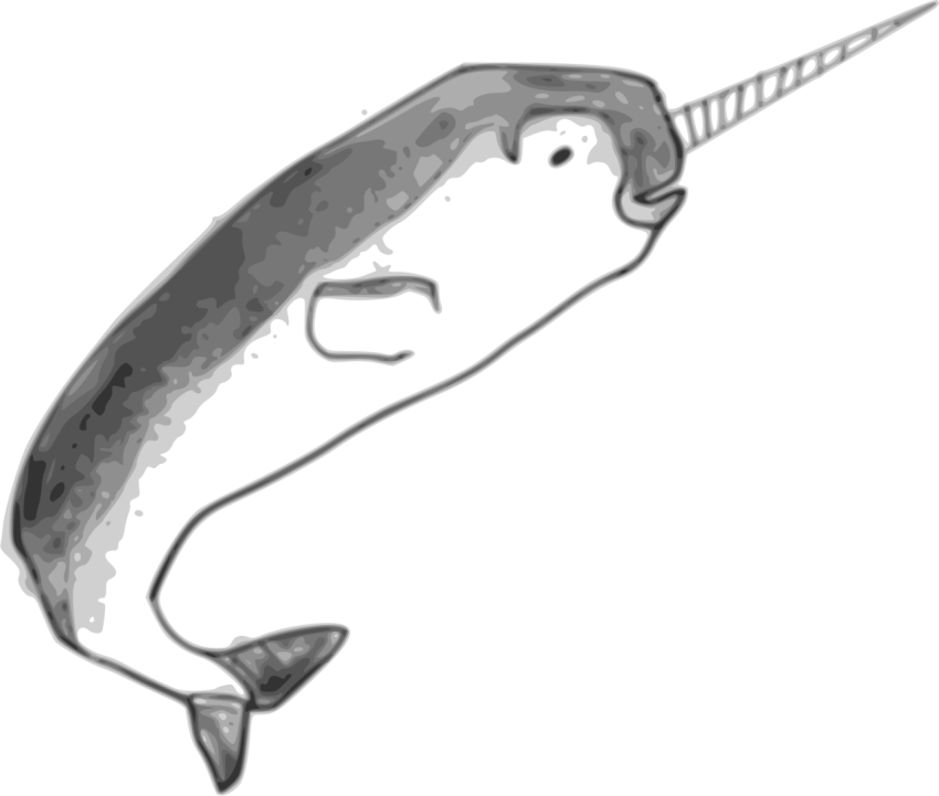 Narwhale PNG Hand Art Drawing Free Image