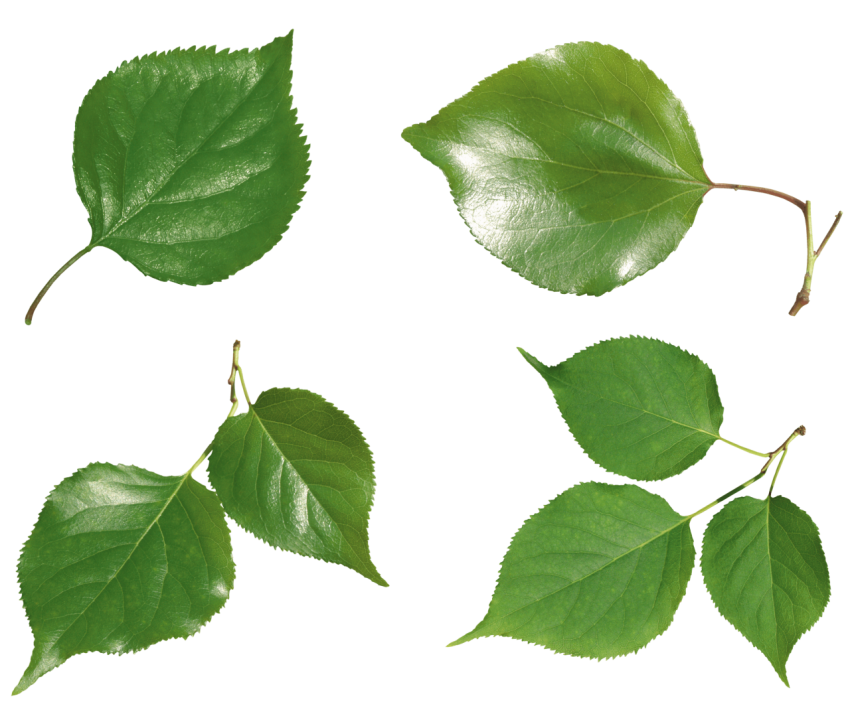 Minecraft Green Leaves PNG Image Free Download