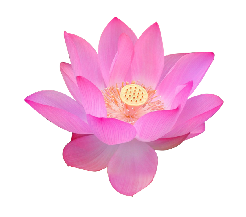 National Lotus Flower PNG Free Photo