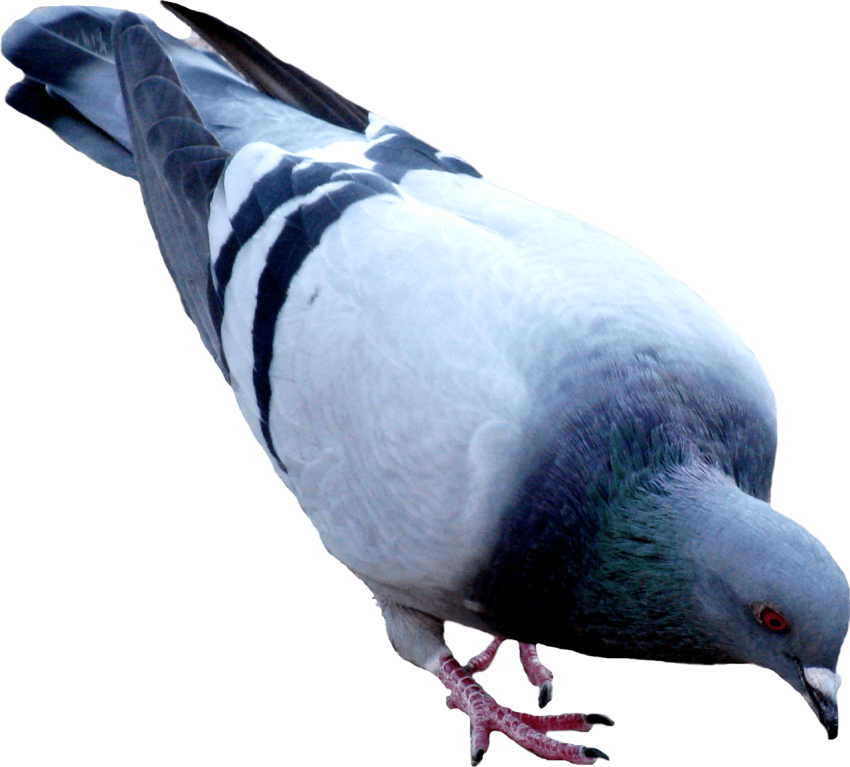 Download Free HD Rock Dove PNG Photo