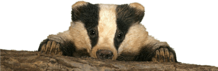 Illustration Free Stock Roylaty Art Cute Badger PNG Image Transparent Free Download