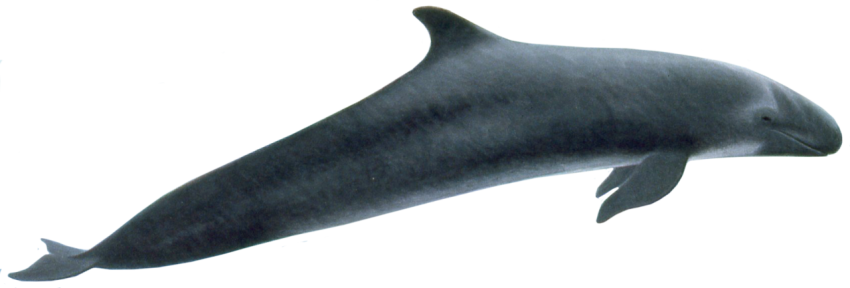 False Killer Whale fish free download png