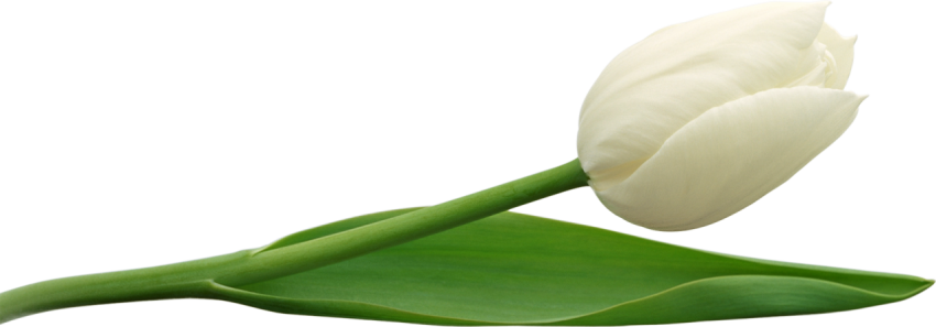White Tulip PNG Image On Free Download