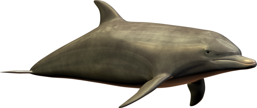 Dolph fish free download