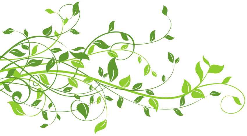 Transparent Vine Green Leaves PNG Image