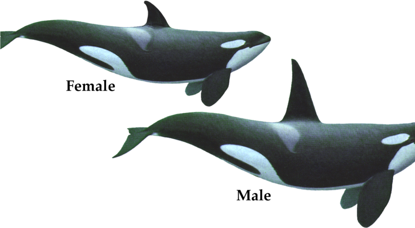 Whale Killer Transparent Orca PNG Free Download