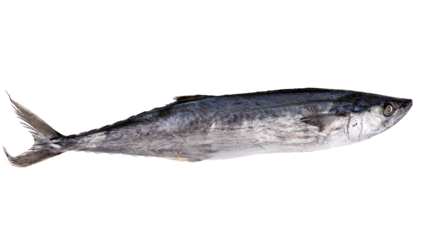 Fish delicious ingredients seafood PNG free Download