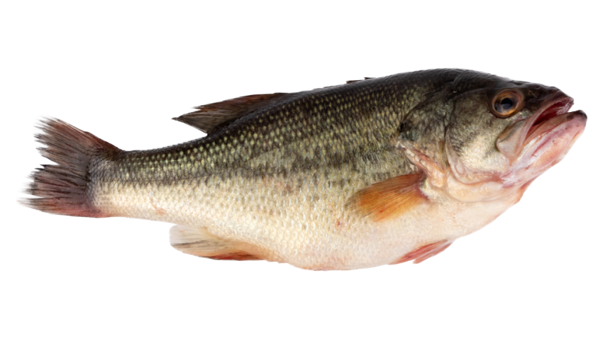 Fish farming fish PNG download