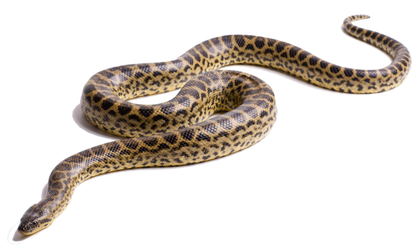 Download Free Snake PNG Photo Transparent background