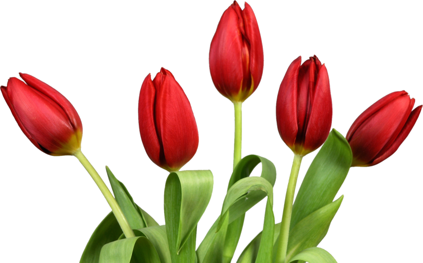 Illustration Tulip PNG Flower On Free Download