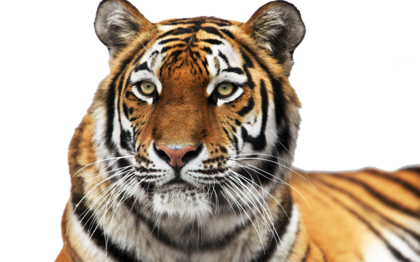 Tiger Face PNG Clipart
