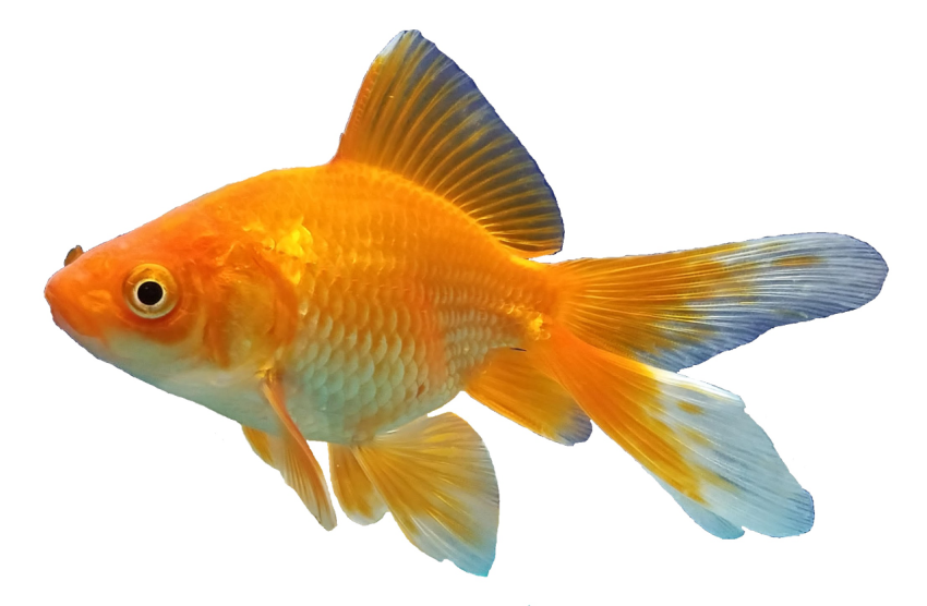 Goldern Fish PNG Image On Free Download