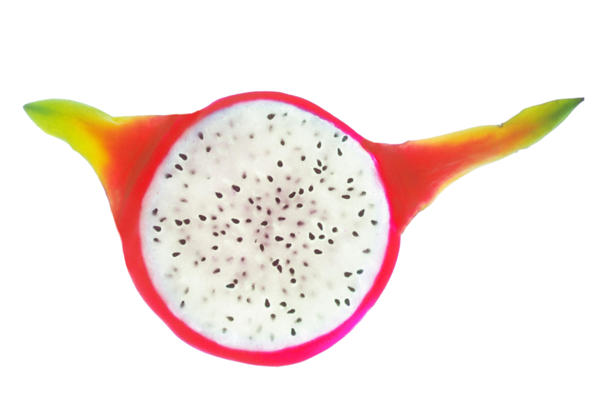 HQ Illustration Clipart Hylocereus Undatus Pitaya Auglis Dragon Fruit Icon on white Background PNG Free Download