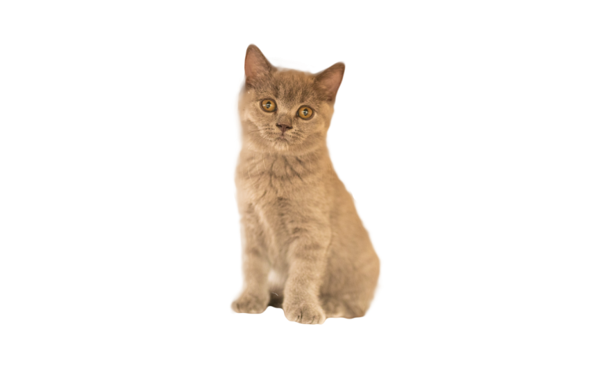 Chinese garden cat Free Download PNG