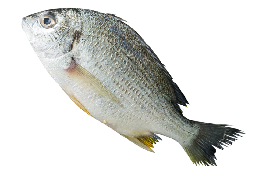 Fish meat PNG Download