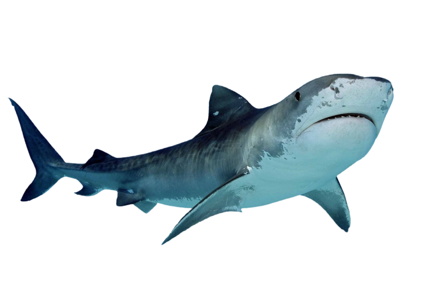 Transparent Baby Shark PNG Image Free Download