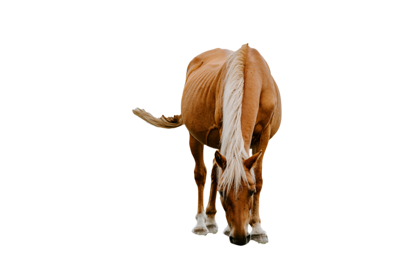 Young Horse light brown colour isolated down face png free download transparent background