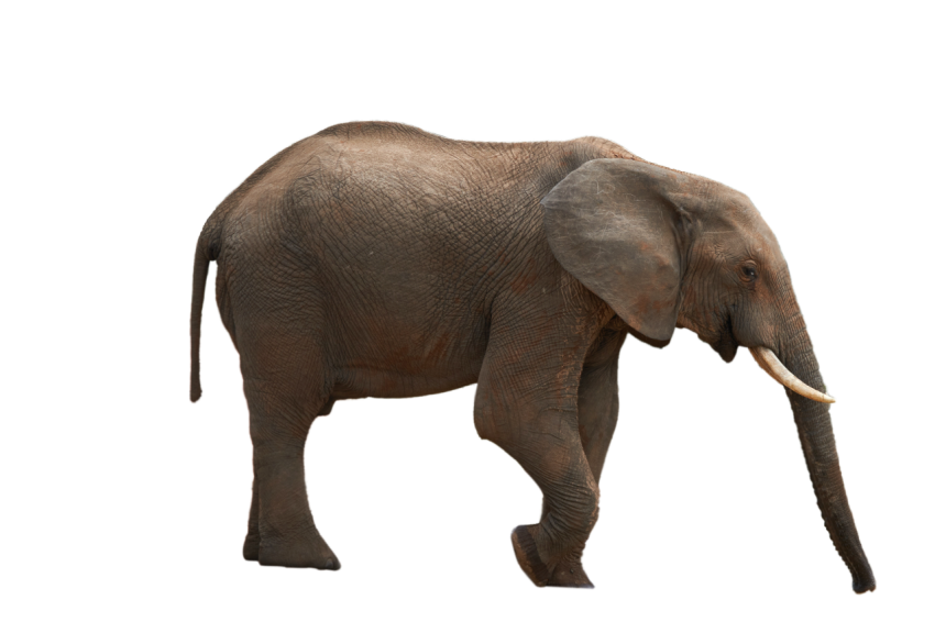 Side pose elephant dark grey colour isolated on transparent background png free download