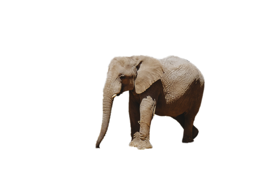 Standing Baby Elephant side pose transparent background png free download