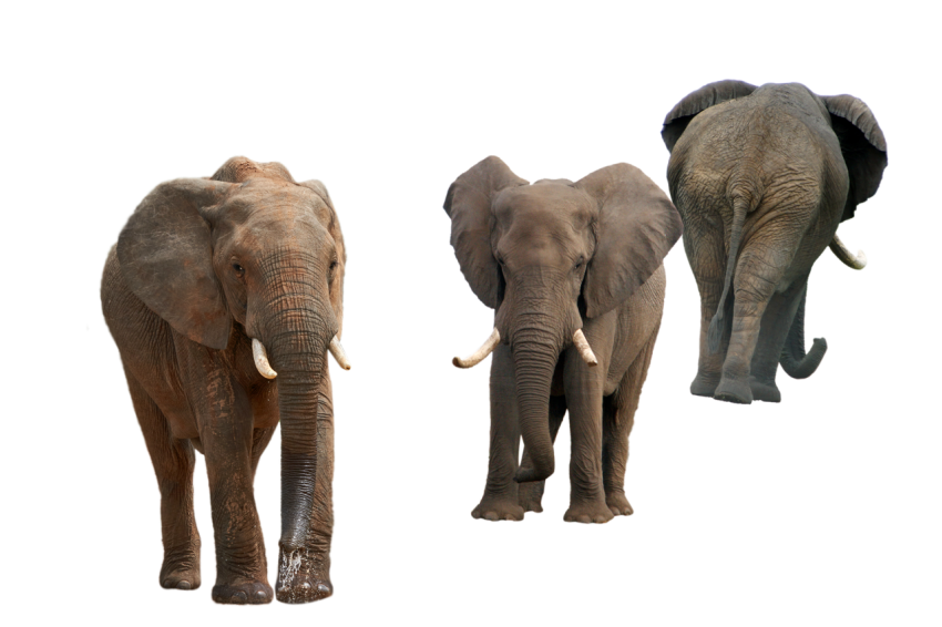 3 Elephant , two elephant front side one back side transparent background png free download
