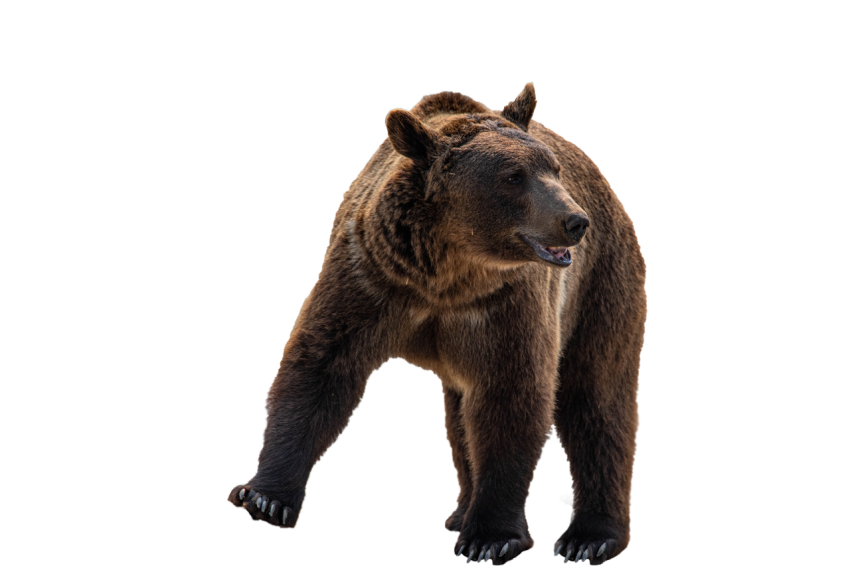 Black Bear moving face transparent background png free download