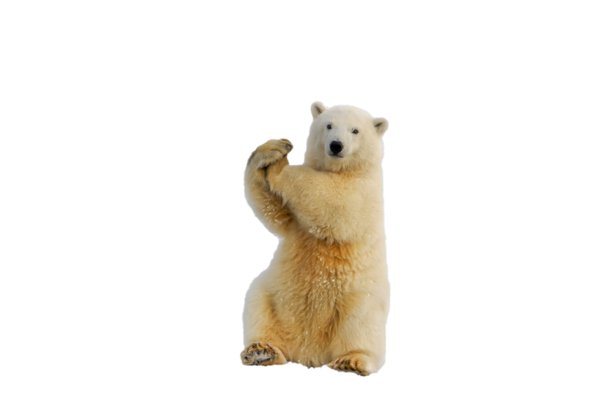Beautiful Polar Bear dancing transparent background png free download