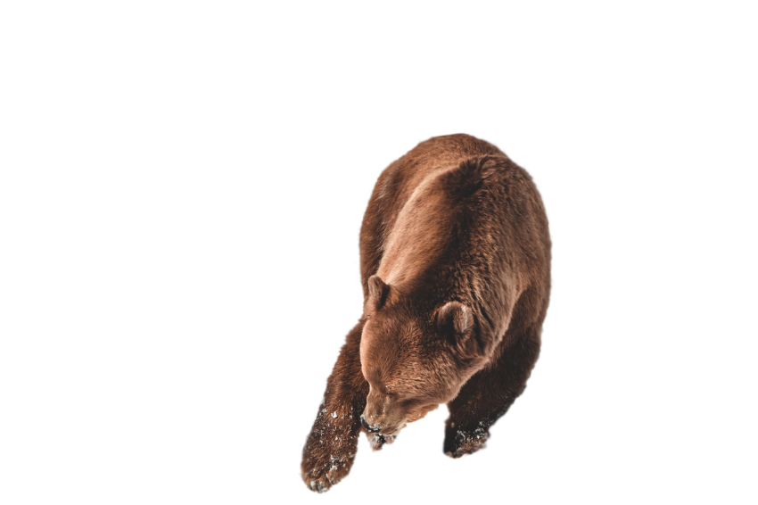 American Brown bear running on ice transparent background png free download