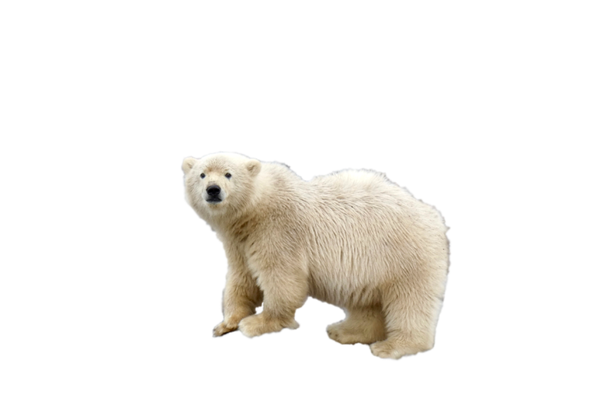 Download free white polar standing pose bear transparent background png free download
