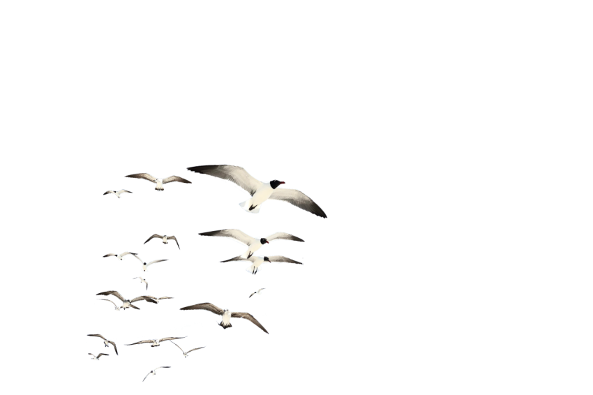 Flying Seagulls birds group, transparent background png free download