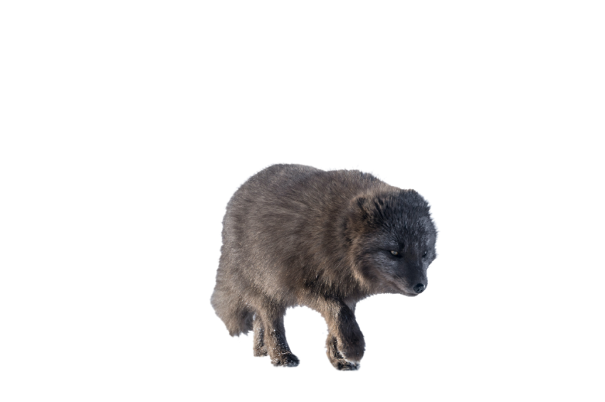 Realistic fox walking pose dark grey colour transparent background png free download