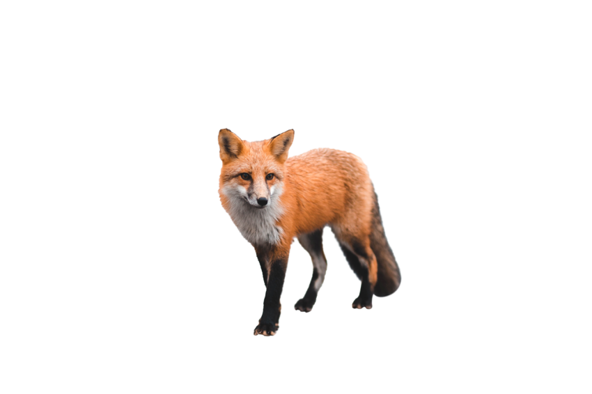 Hazel eyes fox standing pose hazel brown colour black and white texture png free download transparent background