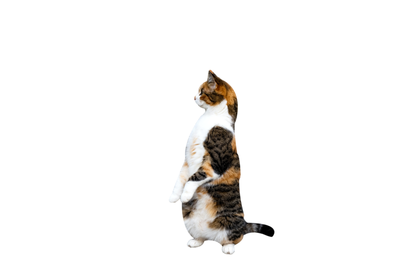 Standing Cat Side Pose white colour with black and brown texture transparent background png free download