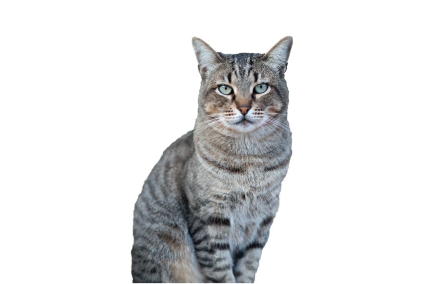 Grey Cat with black texture with sitting pose transparent background png free download with