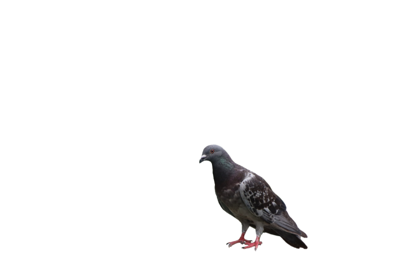 Gray and purple Pigeon ,Feral Bird,Domestic Animal,Royalty Free Pigeon, Clipart PNG Image Free Download,Transparent Background