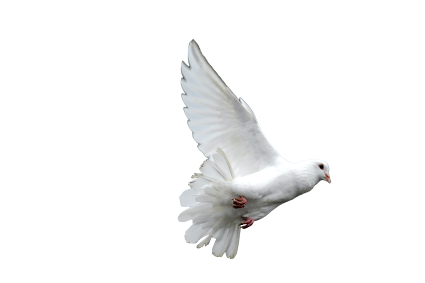A Young White Dove Pigeon Flying,Racing Pigeon Illustration,Domestic Bird,Gabriellas Art PNG Image Free Download Transparent Background