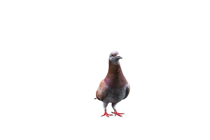 A Young Brown Feral Winged Pigeon, Orange Eye,Racing Pigeon Illustration,Domestic Bird,Gabriellas Art PNG Image Free Download Transparent Background