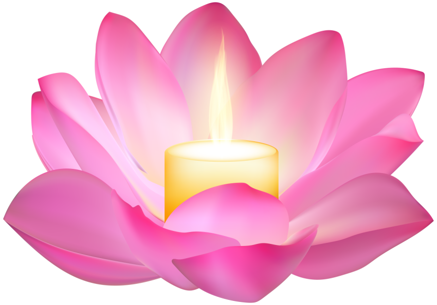 Water Lily Lotus PNG Flower Image