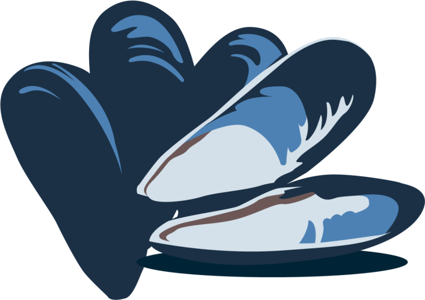 Mussel Clipart Image Free Download PNG Transparent Background