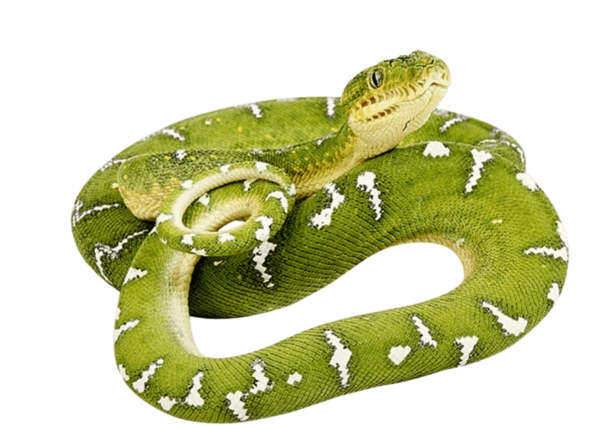 Transparent Anaconda PNG Clipart Free Download