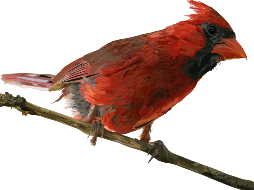 Blue Bird of Paradise Pied Northern Cardinal PNG Transparent Image