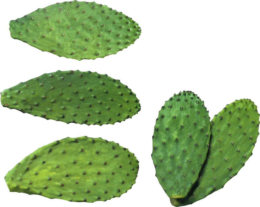 Download Free Cactus PNG image