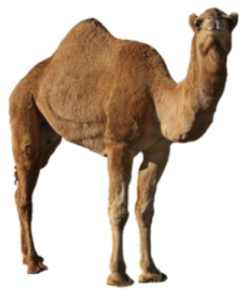 Camel png free download state pose hungry camel