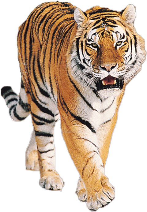 Tiger Png photo free download