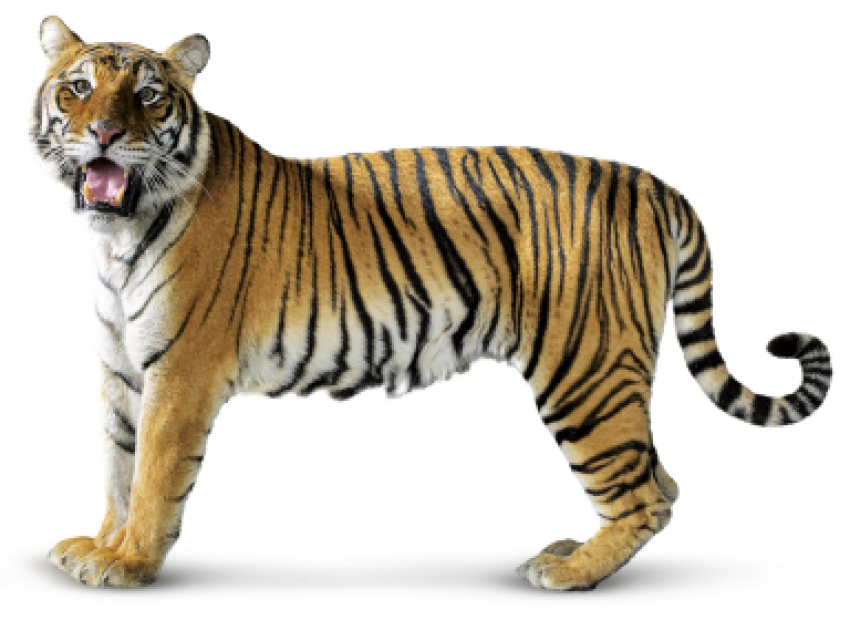 Tiger view side free png download
