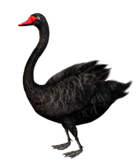 Transparent Duck Clipart Black - Goose PNG Duck, PNG Download, Transparent Duck PNG Image